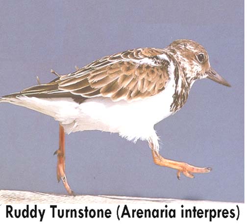 Shown here running, the Ruddy Turnstone here appearsnot to be squat 