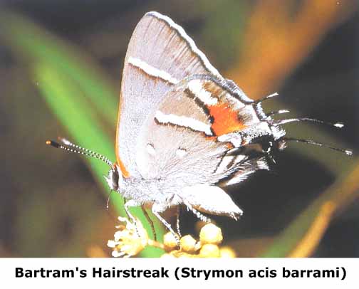 http://www.keyshistory.org/butterfly-bartrams-hairstreak.jpg