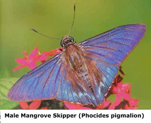 butterfly-male-mangrove-skipper.jpg