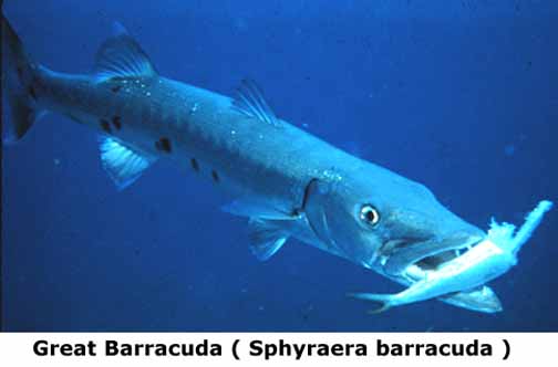 http://www.keyshistory.org/fish-great-barracuda.jpg